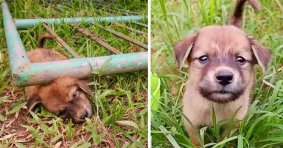 Zatoulané štěně uvízlo pod bránou a křičelo bolestí, dokud neomdlelo