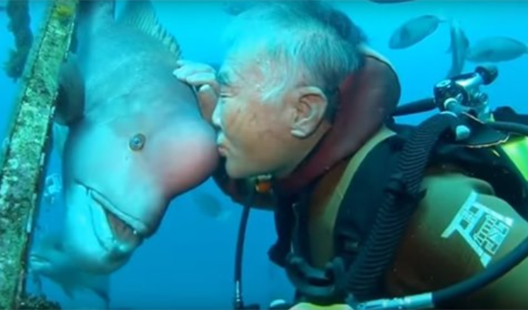 Japonský potápěč navštěvuje svého nejlepšího přítele na rybách více než 25 let