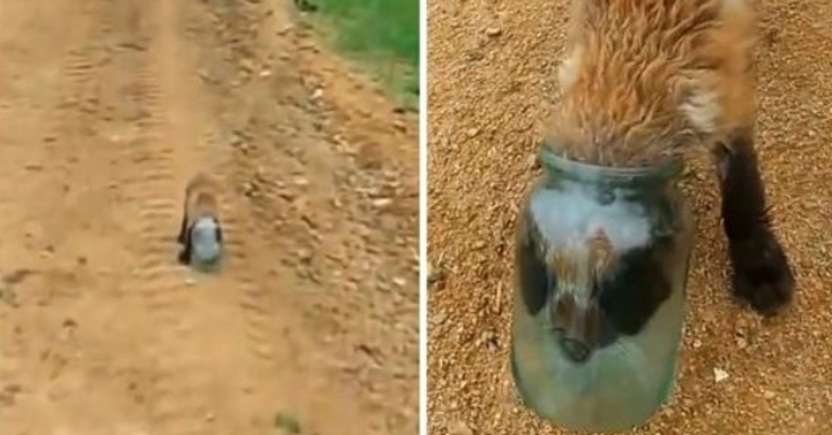 Baby Fox uvízne hlavu ve sklenici a dusí se, přibližuje se k člověku pro pomoc