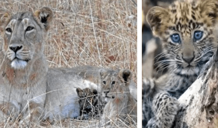 Lvice Momma Adopts Sick Baby Leopard and Raises As Her Own