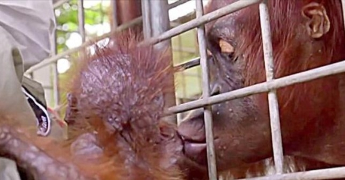 Dělníci se zhroutí v slzách, když se máma orangutan sejde se svým uneseným dítětem