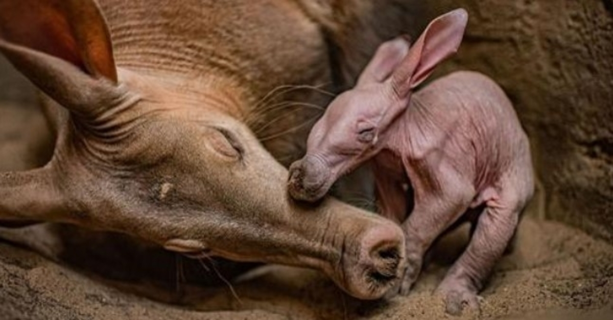 Zoo v Chesteru „přešťastná“, když slaví narození svého vůbec prvního ardvarka