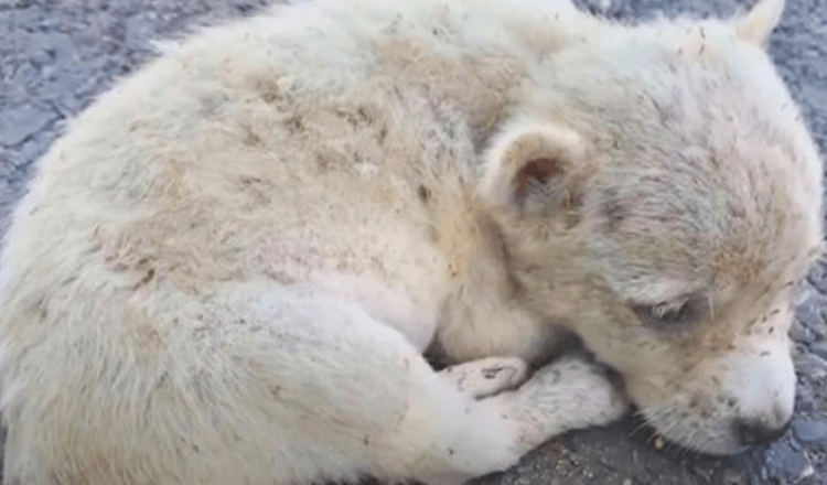 Štěně se zlomeným srdcem sežrané blechami stočené na silnici, příliš slabé na to, aby pokračovalo