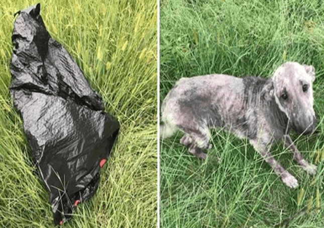 Ženský pes pláče v nouzi po nalezení nemocného psa v pytli na odpadky