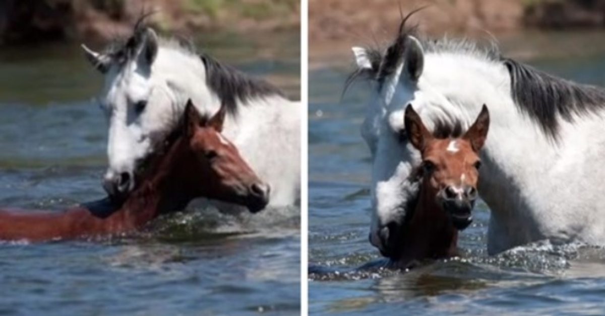 Potěšující moment, kdy divoký kůň zachrání mladou klisničku před utopením