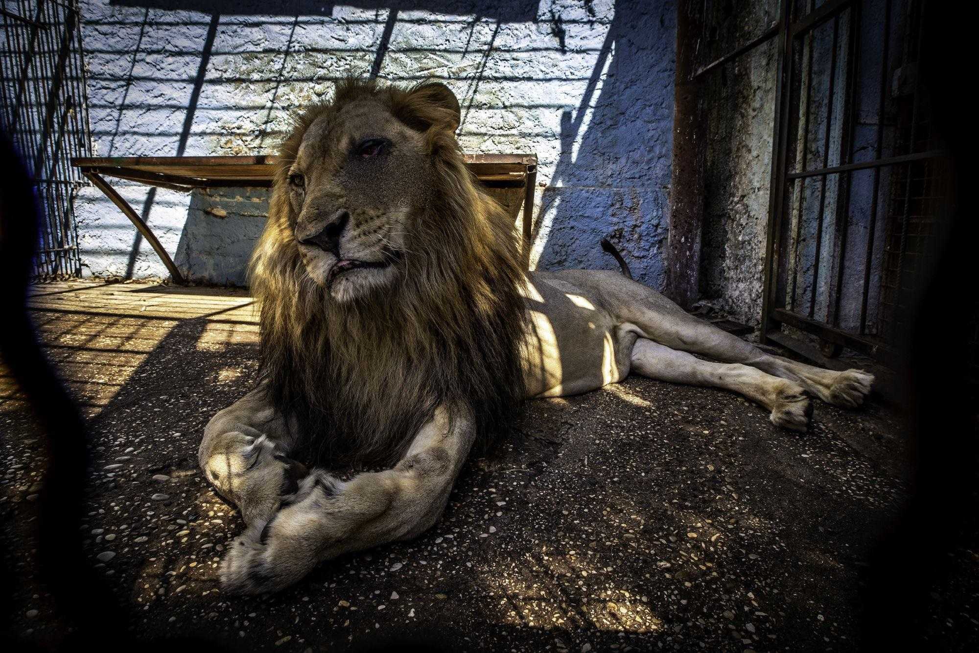 Lion Bob, který žil v nejhorší zoologické zahradě na světě, byl zachráněn / Nyní má jídlo a oni ho milují