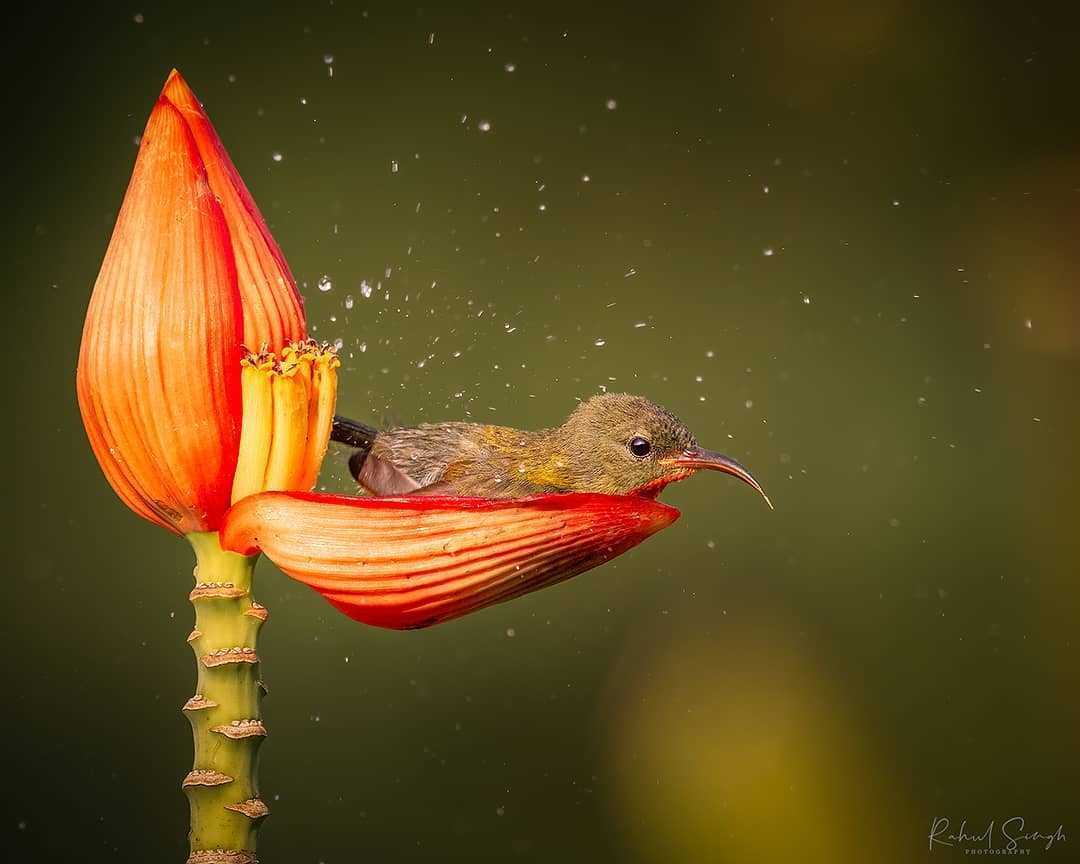 Fоtоgrаf Cарturеs Tiny Bird Using A Flоwеr Pеtаl As Hеr Bаthtub