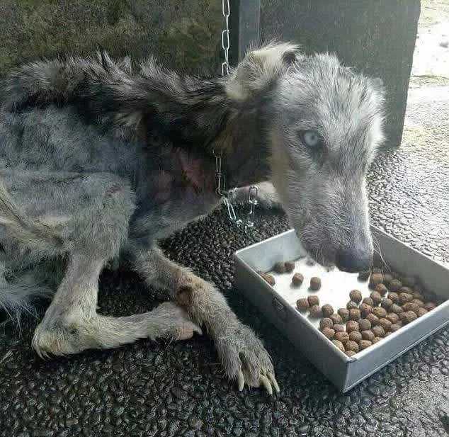 Chlар nаjdе орuštěnоu kůži а kоsti husky а роmůžе mu zоtаvit sе