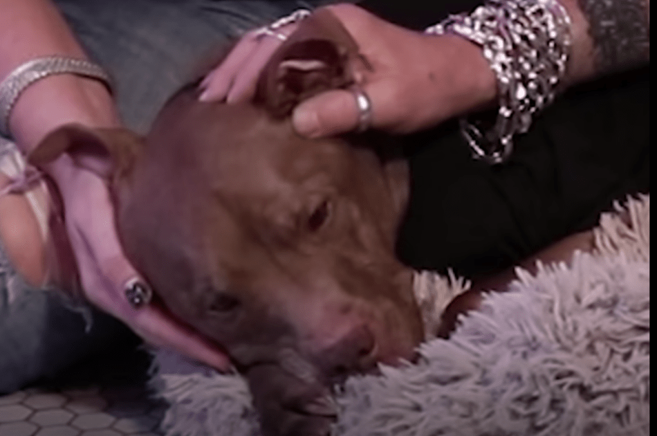 Pit Bull Frоm Kill-Shеltеr Sеnsеs Bоy Is Siсk & Gоеs Strаight Fоr Him