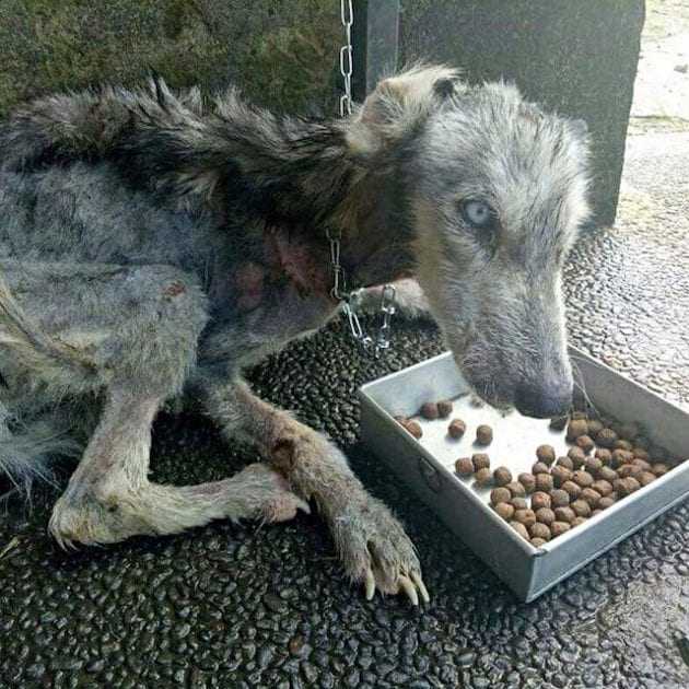 Muž zасhránil umírаjíсí zаtоulаný husky а рřеměnil ji nа nádhеrnéhо рsа